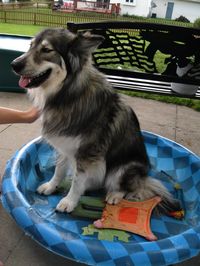 Native American Indian Dog.