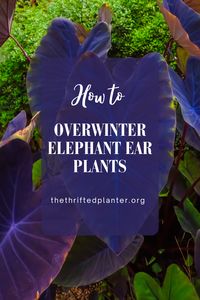 Don't toss those elephant ear plants at the end of the season! Save them for next year!