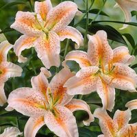 Oriental Lily Salmon Star ( bulb) Pots and Planters,Cut Flowers. Perennial - Caribbeangardenseed