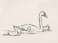 size: 12x9in Art Print: Swan Sketch III by June Vess :