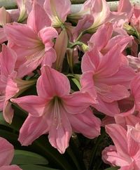 Extra Large Amaryllis SWEET STAR 30/32 centimeters - US Seller This plant will grow and bloom indoors as it has been forced to do so. It makes a wonderful and exotic gift! Simply plant and water 6 - 8 weeks prior to giving for a live and unusual gift. When comparing listings and prices please take note of the size of the bulb. These are extra large bulbs not small 8 centimeter bulbs that will take years before growing. This is truly one of the easiest bulbs to grow and enjoy! Once the flower has