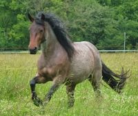 Le Dales - Un Dales au galop en liberté