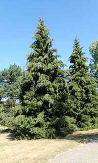 Epicea d'Orient - Picea orientalis