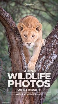 🐾 📸 Learn how to capture wildlife images with real impact! Richard Bernabe shares his expertise on creating stunning photos that highlight the natural beauty and character of animals. Explore tips on lighting, composition, and storytelling for photos that truly stand out. 👉 Find out more: https://kel.by/40bCea6   #WildlifePhotography #PhotographyTips #NaturePhotos