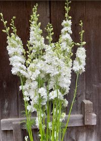 Airy and angelic, white larkspur flowers add timeless beauty to any wedding ceremony or reception. Long, thin stem with small star-shaped florets attached to the length of the stem. Tall flower, can be up to 30 inches.