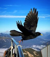 Sonal Ojha on Instagram: "capturing moments 📸 Alpine Chough 🕊️ #alpinechough #alpspitze #wildlife #lifeonearth #birds #birdphotography #birdlovers #birds_captures #photooftheday #photo #instaphoto #instapic #instabird #capturethemoment"