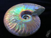 Iridescent Ammonite Fossil from Madagascar