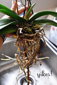 how to re-pot orchids - great photos and step by step guide!