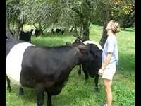 Belted Galloways video 2