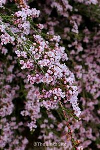 If you want a low care plant with pretty pink flowers then I highly recommend the thryptomene! It is wonderful for attracting insects to the garden!