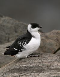 Dovekie, Little Auk (Alle alle) a small seabird that breeds on Islands in the high Arctic