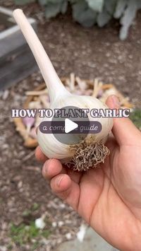 The Young Nonno on Instagram: "Ready to plant garlic? 🧄

Almost...but not before you watch this and comment “GARLIC” below to get everything you need to know about mastering hardneck garlic in cold climates. 

Follow these tips and you’ll see an incredible harvest in your future. 🔮 

Buon giardinaggio!
. 
. 
.
.
.
.
#garden #gardening #gardeningtips #backyard #gardenlife #grow #greenthumb #veggies #plants #gardener #plant #diy #howto #organic #reels #urbangarden #tips #fall #garlic #nonna #moon #fullmoon #italian #october #november #keepgrowing #MiracleGroCanada"