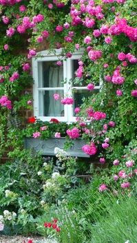 Lovely roses around window