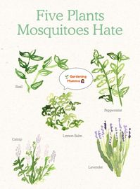 👉 Plants for Mosquitoes Haters 🎩  👉 Yes, you heard right.  👉 Here is the list of plants Mosquitoes hate most.  ❌ Avoid using chemicals to kill mosquitoes in bedroom ❌  👉 Mosquitoes Hacks  🐦🐦🐦🐦🐦🐦🐦🐦🐦 🌳🌳🌳🌳🌳🌳🌳🌳🌳  🐦🐦🐦🐦🐦🐦🐦🐦🐦 🌱🌱🌱🌱🌱🌱🌱🌱🌱  🌳 🌳 🌳🌳 🌳 🌳🌳 🌳   #GardeningMumma #GardeningIndia #HomeGardening #Gardeningideasathome #GardeningTipsAndIdeas #GardeningGroup #GardeningToolsforsale #PlantingIdeasathome #PlantingHacks #PlantingTrees #PlantingVegetablesatho