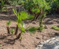 Mediterranean Fan Palm Care - Tips For Growing A Mediterranean Fan Palm