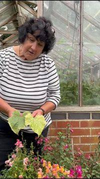 Expert gardener Pippa Greenwood shows you haow to spot red spider mite on your plants.  if you have the mites in your greenhouse now then it is too late to do anything about it but watch to learn how to dispose of the plants to make sure you don't suffer next year.  

Click through for lots of gardne pest control products that will help you stay ahead of harmful garden insects.

| Gardening | Garden Pests | Red spider mites | Red Spider Mite how to get rid | Red spider mite on tomatoes | red spi