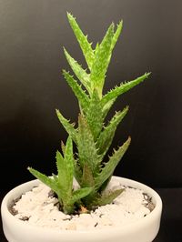 Tiger tooth aloe