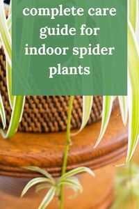 Learn how to grow and care for spider plants indoors! Prevent brown tips, learn how to water, get the best soil ideas, humidity, and more right here.