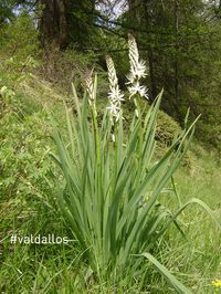 L'asphodèle. Plantes vivaces monocotylédones, appartenant à la famille des Liliacées1 et au genre Asphodelus photo office de tourisme du Val d'Allos #asphodele #fleur #mercantour #valdallos