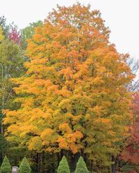 Sugar Maple vs. Red Maple Trees – Mother Earth News