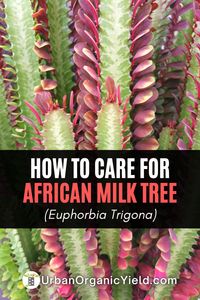 The African Milk Tree Plant, commonly known as Euphorbia trigona, is a prickly, upright, cathedral-like, low-maintenance plant. This succulent euphorbia can be cultivated in both outdoor and indoor settings. The plant is simple to maintain and is easily replicated by dividing the offsets near the plant's base. The plant enjoys full sun but may tolerate partial shade. It should be irrigated frequently, allowing the soil to dry out between waterings.