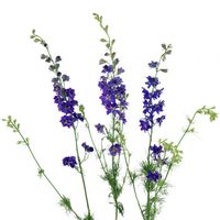 Add dynamic contrast to arrangements with Larkspur Purple Flowers. Larkspur have long stems, which are covered in clusters of star-shaped blooms. The blooms have white-and-yellow centers, surrounded by ruffled petals with a rich, regal purple hue. Use these larkspur to add height to summertime, rustic-inspired arrangements. Pair with blooms like orange bulk dahlias, sunflowers, freedom red roses, and lavender blue scabiosa flowers.