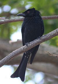 Sumatran Drongo	(Dicrurus sumatranus)