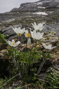 Pulsatilla alpina -