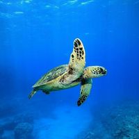 Sea Turtle