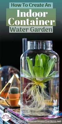 Indoor water gardens are a fun and unique way to display aquatic pond and aquarium plants in your home. We will cover some design tips and also talk about which aquatic plants are best for indoor containers and will thrive without soil.