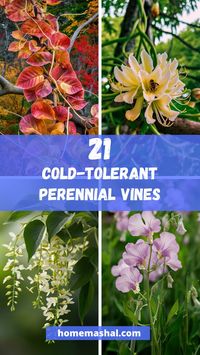 🌸❄️ Discover the beauty and resilience of our 🌿 21 Cold-Tolerant Perennial Vines! 🌿 Perfect for adding year-round interest to your garden, these hardy climbers thrive even in chilly climates. From the elegant Clematis to the vibrant Trumpet Vine, each selection brings a splash of color and texture to your outdoor space. Pin now to explore these stunning, frost-resistant vines that will keep your garden gorgeous all year long! #ColdHardyPlants #PerennialVines #GardenResilience #ClimbingBeauties #YearRoundGarden