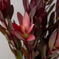 Safari Sunset Leucadendron is a super fun way to add greenery to your arrangements. Deep green leaves are tipped by rusty red and umber and will blend beautifully with virtually any flower. Or, get creative and spray a hint of glitter on the leaves for a fun holiday event or glamorous wedding. Simply add a few stems in with your favorite flowers and you're done.