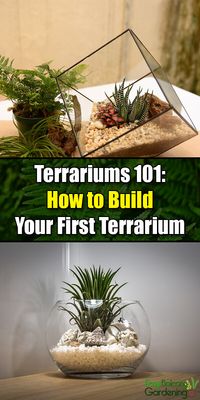 Terrariums 101: How to Build Your First Terrarium - Easy Balcony Gardening