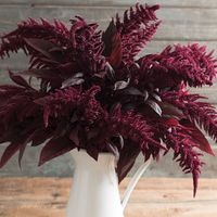 Red Spike - Amaranthus Seed | Johnny's Selected Seeds