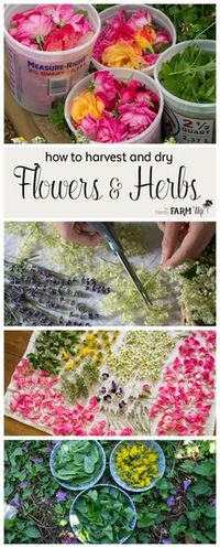 Learn how to easily harvest and dry flowers and herbs from your garden. (No fancy equipment needed!) Also included is a list of my favorite common flowers and herbs along with ideas for using them!