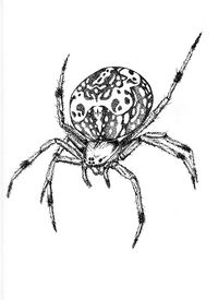 Part of my "Maryland Insect" series, this drawing features the orb weaver spider. This pen drawing is made on acid-free heavyweight paper using black Sarstedt pen. The print you will receive captures all features and details from the original. Message me for custom sizes, composition, color, and pricing. Free shipping on all products! Please choose a size from the menu. The 8"x10" prints are on 8.5"x11" ultrawhite cardstock. All drawings and digital additions are my own. The watermark will removed in the print. Enjoy!