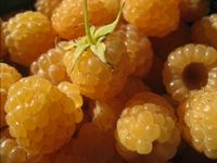 Golden Raspberries