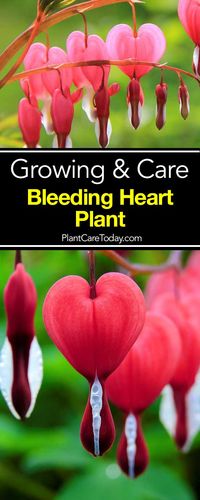 How To Grow And Care For The Bleeding Heart Plant