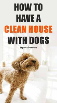 Wondering how to keep a house clean with pets, even with a shedding dog? Learn how to keep your house from smelling like dog and to keep the floors clean of dog hair.