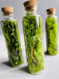 MINI VERTICAL MOSSARIUM BOTTLES Natural, Fresh, Live Moss - OUR HEALING CAPSULES This mini terrarium is a fantastic botanical decoration for any space. Great quality bottles arranged with lush, live moss are very trendy idea for gift. Grab this little Slice of Nature and feel powerful healing properties when being surrounded by greenery! You can choose from: - vertical terrarium with moss - vertical terrarium with moss and pilea glauca cutting - vertical terrarium with moss and peperomia prostra