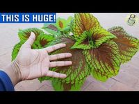 COLEUS - Dos & Donts | Important Points on Coleus Care and Propagation - YouTube