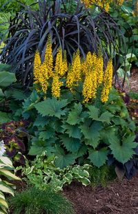 Ligularia "Bottle Rocket" Suitable for shades