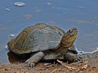 Marsh Terrapin | Small terrapin 20-30 cm in carapace length.… | Flickr