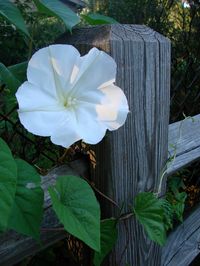 If your garden area is used for evening relaxation and entertainment, add the enticing fragrance of moonflowers in the garden. Learn how to grow moonflowers in this article. Click here for more info.