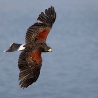 Harris Hawk, Lake by slowriot.deviantart.com on @DeviantArt