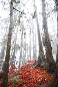 Caddo Lake in the fog. Photo by Sterling T. Steves