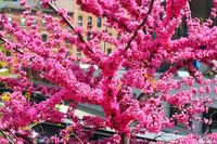 Eastern Redbud: How to Plant and Care for a Native Flowering Tree