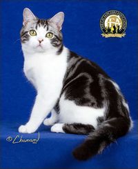 American Shorthair Top Cats – The Cat Fanciers' Association, Inc