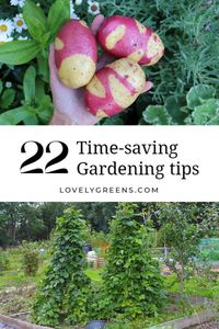 Successful gardening is about being smart with your time and energy. Use these ways to grow an abundant garden while reducing time spent watering, weeding and digging.