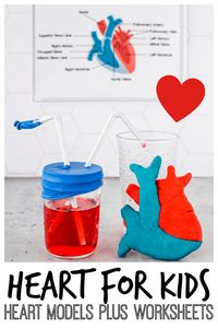 Learn about the human heart for kids with this fun lesson on the human body for kids! Kids will learn information, discover how to make a heart model out of playodugh and a working heart science project plus review what you've learned with our free printable heart labeling worksheets. These human body activities for kids are fun for elementary age kids in first grade, 2nd grade, 3rd grade, 4th grade, 5th grade, 6th grade, and 7th graders too. Simply print pdf file with label the heart worksheet 